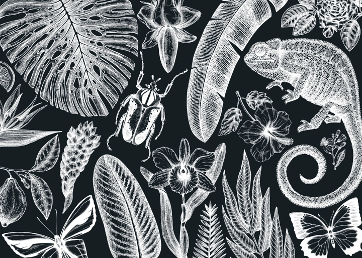 Tropical banner design on chalkboard. Vector frame with hand drawn tropical plants, exotic flowers, palm leaves, insects and chameleon. Vintage wildlife background with tropical plants and animals.